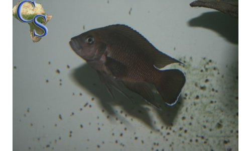 Variabilichromis moorii